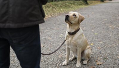 Éducateur canin à Lille : quand et comment le choisir ?