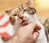 Mon chat me mange les cheveux : pourquoi, et que faire ?