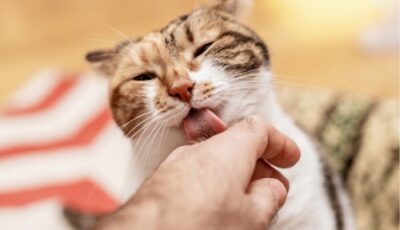 Pourquoi mon chat me lèche les cheveux ?