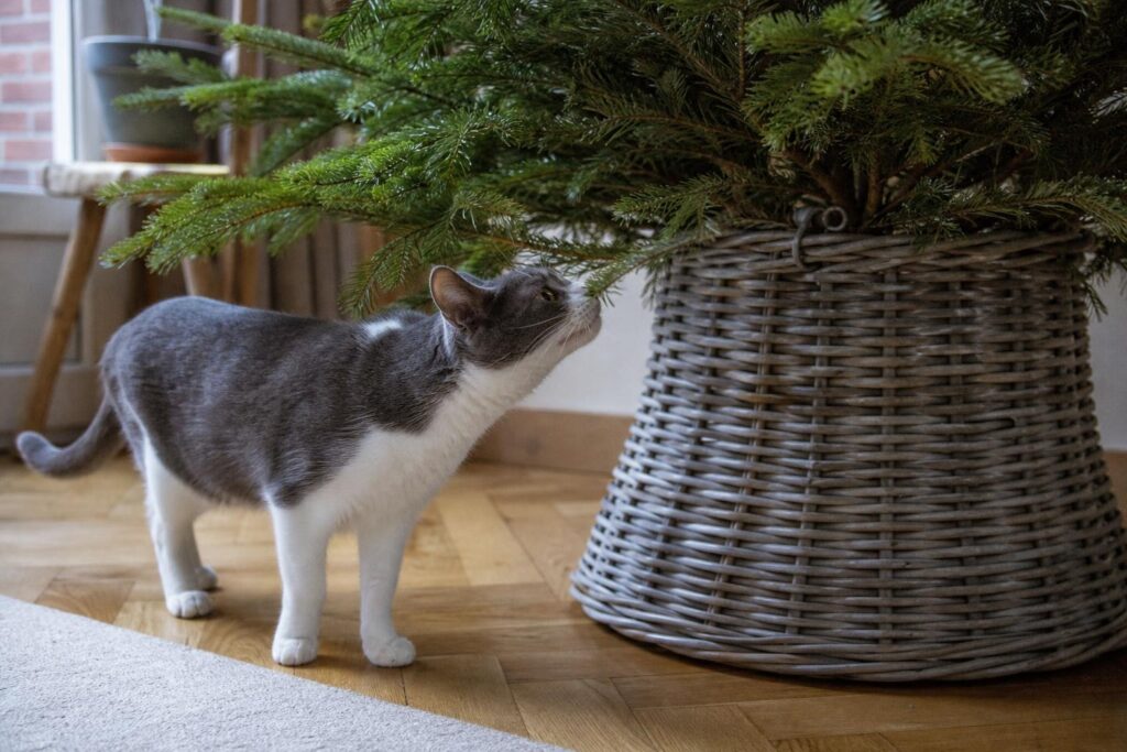 Chat gris et blanc qui renifle les branches basses d'un sapin de Noël sans décorations