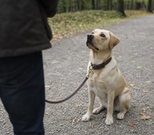 Éducateur canin à Lille : quand et comment le choisir ?